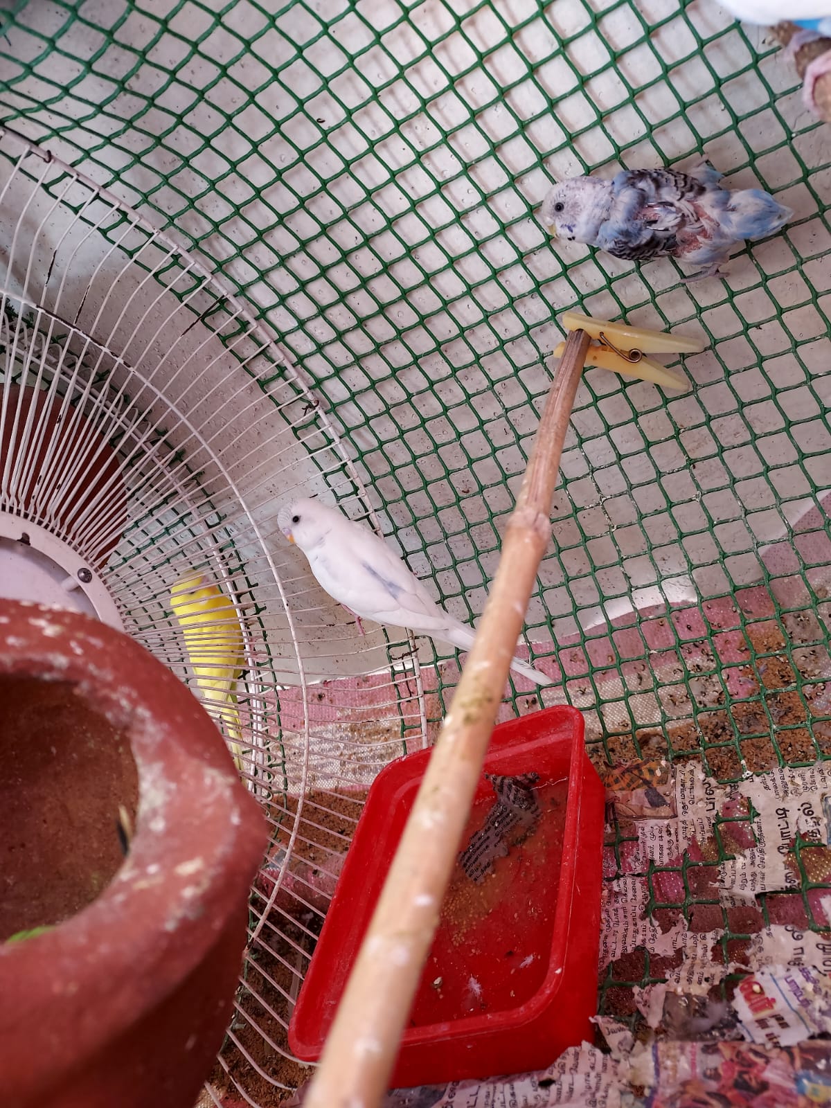 Pet image – gallery view